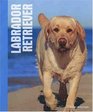 Labrador Retrievers