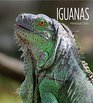 Iguanas Living Wild