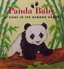 Panda Baby At Home in the Bamboo Grove