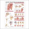 Anatomy and Injuries of the Shoulder Anatomical Chart