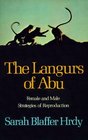 The Langurs of Abu  Female and Male Strategies of Reproduction