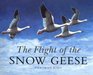 The Flight of the Snow Geese