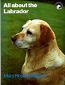 All About the Labrador