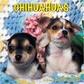 Chihuahuas 2010 Wall Calendar