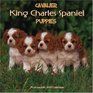 Cavalier King Charles Spaniel Puppies 2007 Wall Calendar