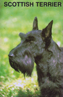 Scottish Terrier Kw103