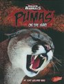 Pumas On the Hunt