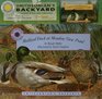 Mallard Duck at Meadow View Pond (Smithsonian's Backyard (Hardcover))