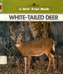 White Tailed Deer