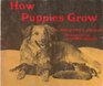How Puppies Grow