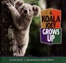 A Koala Joey Grows Up