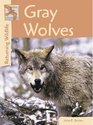 Returning Wildlife  Gray Wolves