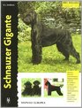 Schnauzer Gigante / Giant Schnauzer