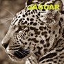 Jaguar Calendar 2017 16 Month Calendar