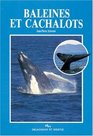 Baleines Et Cachalots