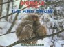 Animals of the Ice and Snow (Literacy 2000)