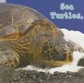 Sea Turtles What Do You Do