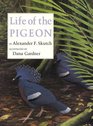 Life of the Pigeon