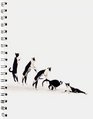 Dancing With Cats Black and White Cat Journal