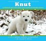 Knut La historia del osito polar que cautivo al mundo entero/ The Story of a Little Polar Bear That Captivated the World