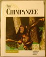 Endangered Animals and Habitats  Chimpanzees