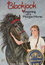Blackjack Dreaming of a Morgan Horse