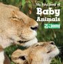 My First Book of Baby Animals