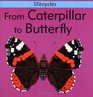 From Caterpillar to Butterfly