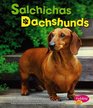 Salchichas/Dachshunds