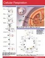 Cellular Respiration