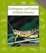 Grasshoppers and Crickets of North America