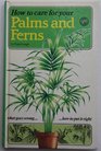 How to care for your palms and ferns