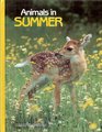 Animals in Summer (Young Explorers)
