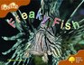 Oxford Reading Tree Stage 8 Fireflies Freaky Fish