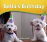 Bella's Birthday