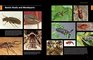 Beetles The Natural History and Diversity of Coleoptera