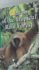 Animals of the tropical rain forest