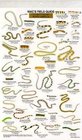 Mac's Field Guide to Reptiles of North America  Laminated Card