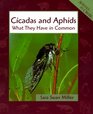 Cicadas and Aphids What They Have in Common