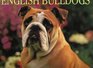 English Bulldogs 1998 Calendar