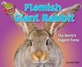 Flemish Giant Rabbit The World's Biggest Bunny