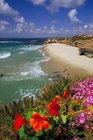 Colorful Flowers at Wipeout Beach La Jolla San Diego California USA Journal 150 Page Lined Notebook/Diary