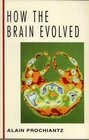 How the Brain Evolved