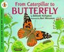 From Caterpillar to Butterfly  (Let's-Read-and-Find-Out Science, Stage 1)