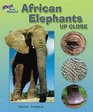 African Elephants Up Close