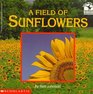 A Field of Sunflowers
