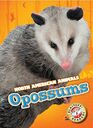 Opossums (North American Animals)