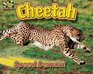 Cheetah Speed Demon