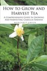 How to Grow and Harvest Tea A Comprehensive Guide In Growing And Harvesting Camellia Sinensis