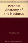Pictorial Anatomy of the Necturus